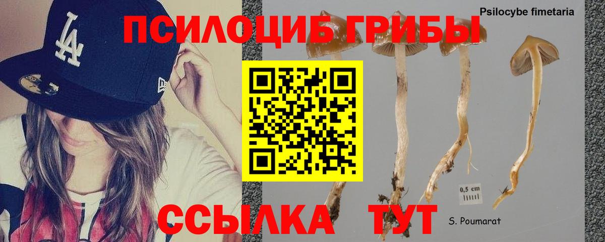 Псилоцибиновые грибы Cubensis Дзержинский